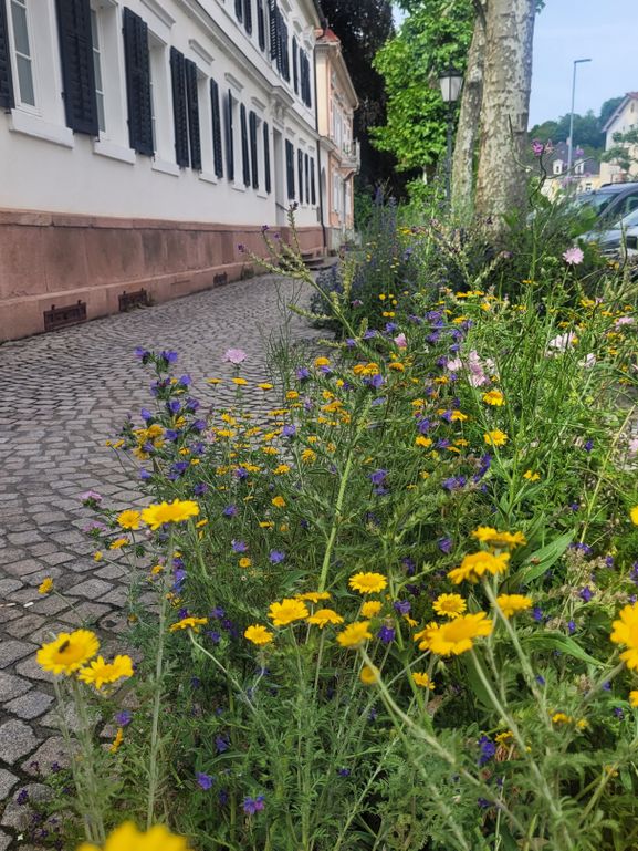 Mehr Artenvielfalt in der Offenburger Straße