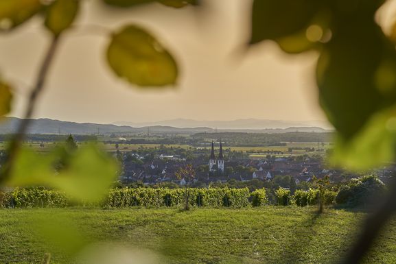 Kenzingen vom Weinberg aus