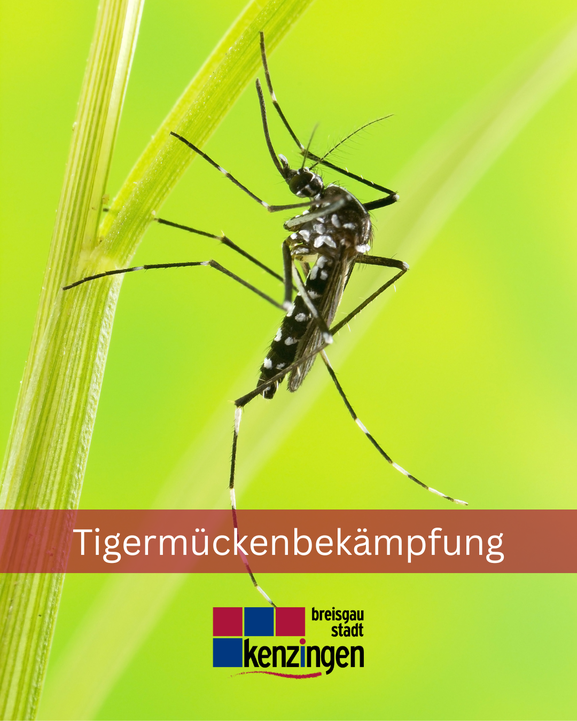 Tigermückenbekämpfung