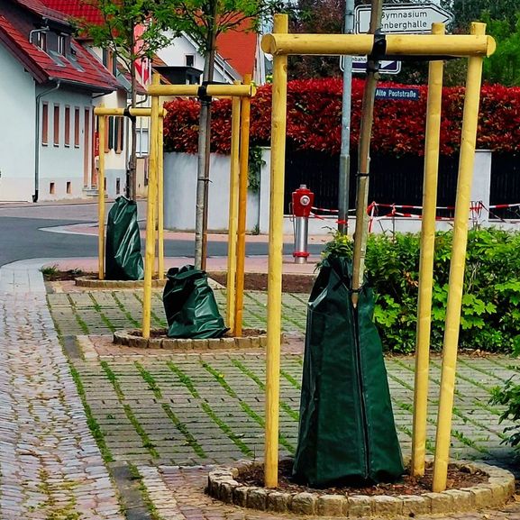 Nachpflanzungen im Stadtgebiet abgeschlossen
